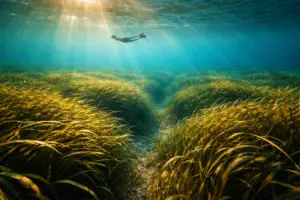The Oldest Living Organism in the World Is a Seagrass You Can Snorkel